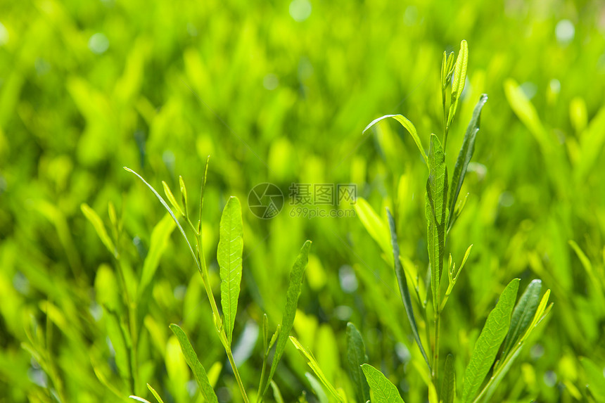 带有绿色树叶的背景背景季节晴天农场衬套阳光环境公园生长天气草地图片