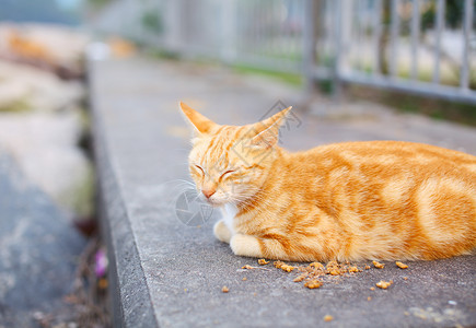 街头猫食食食物石头毛皮哺乳动物宠物街道岩石头发小猫自然高清图片素材