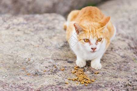 街头猫食食食物街道毛皮岩石石头哺乳动物小猫头发宠物喂养高清图片素材