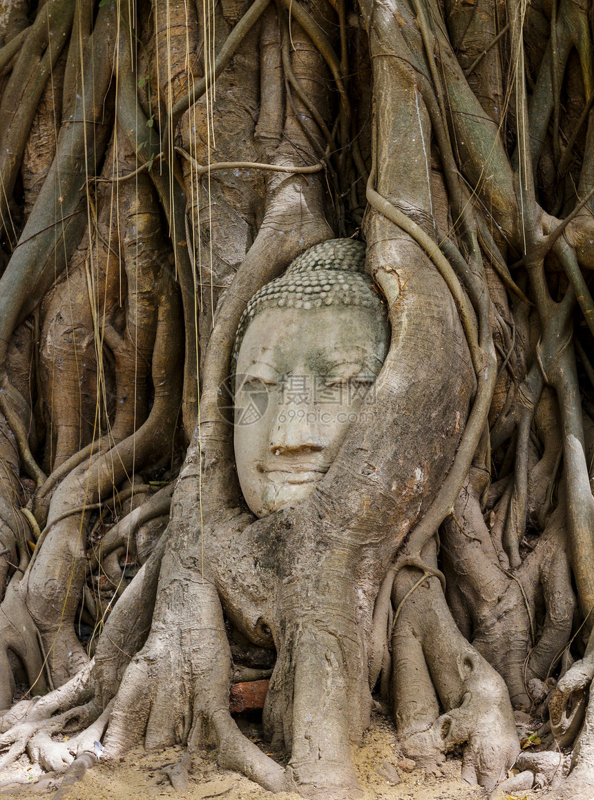 在阿尤塔亚的布谷树上佛头纪念碑树干数字树根文化寺庙榕树宗教雕塑雕像图片