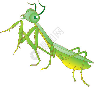 发怒的螳螂祈祷工作室花园昆虫荒野天线绘画生活相机漏洞宏观设计图片