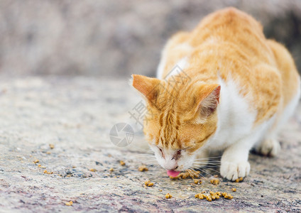 街头猫食食食物石头头发街道岩石宠物毛皮动物哺乳动物小猫背景图片