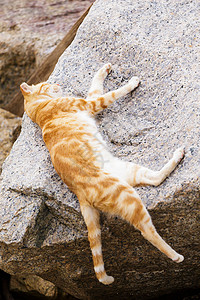 沉睡猫在岩石上动物小猫毛皮头发睡眠石头哺乳动物街道宠物漂亮的高清图片素材
