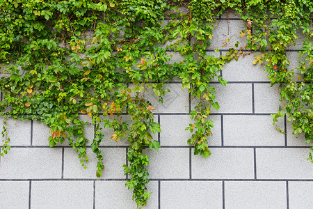 绿色长春藤厂和砖墙背景图片