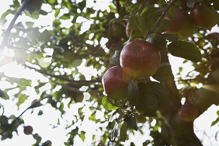 树上苹果的近视镜照明弹背景图片