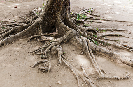 地下树根干地上的树根力量植物木头生长黄色纠纷公园土地土壤岩石背景