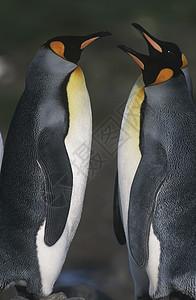 英国南乔治亚岛两只金企鹅对立对方的视角高清图片
