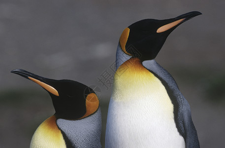 英属南乔治亚岛 两只企鹅王与两只企鹅并肩站立高清图片