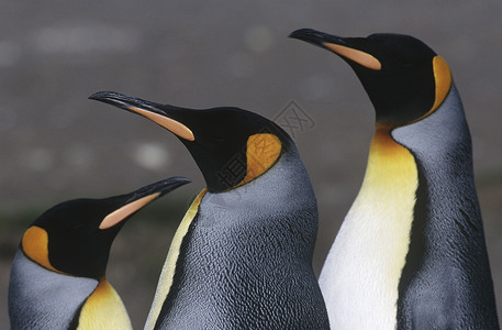 英国南乔治亚岛 三只金企鹅特写高清图片