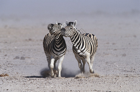 纳米比亚Etosha Pan 2 Burchell的斑马肩并肩奔跑背景图片