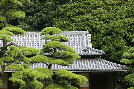 皇宫堀和松树日本 东京东京皇宫天门屋顶东门 从树上看到历史性地方外观房顶文化纪念碑建筑学瓦片建筑松树背景