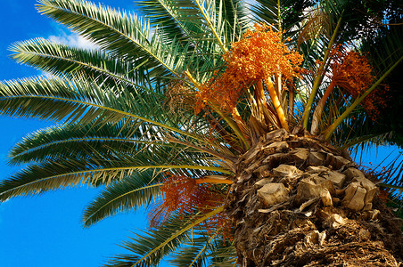 棕榈树 在苍蓝的天空背景上种果实情调丛林植物群热带橙子异国植物学水果叶子种子背景图片