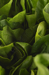 全新的绿色生菜全框架背景图片