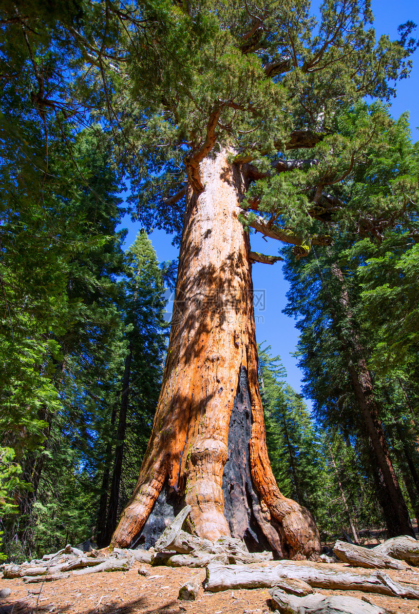 马里波萨省约塞米特国家公园林区红杉石头国家悬崖顶峰苔藓世界遗产公园森林太阳图片