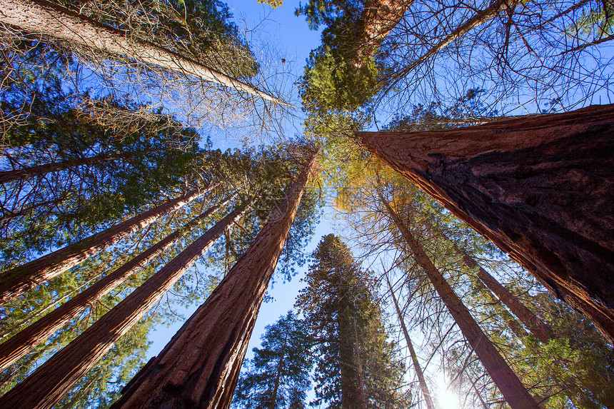 加利福尼亚州自下而上国家树干世界遗产太阳旅行公园岩石苔藓假期地标图片