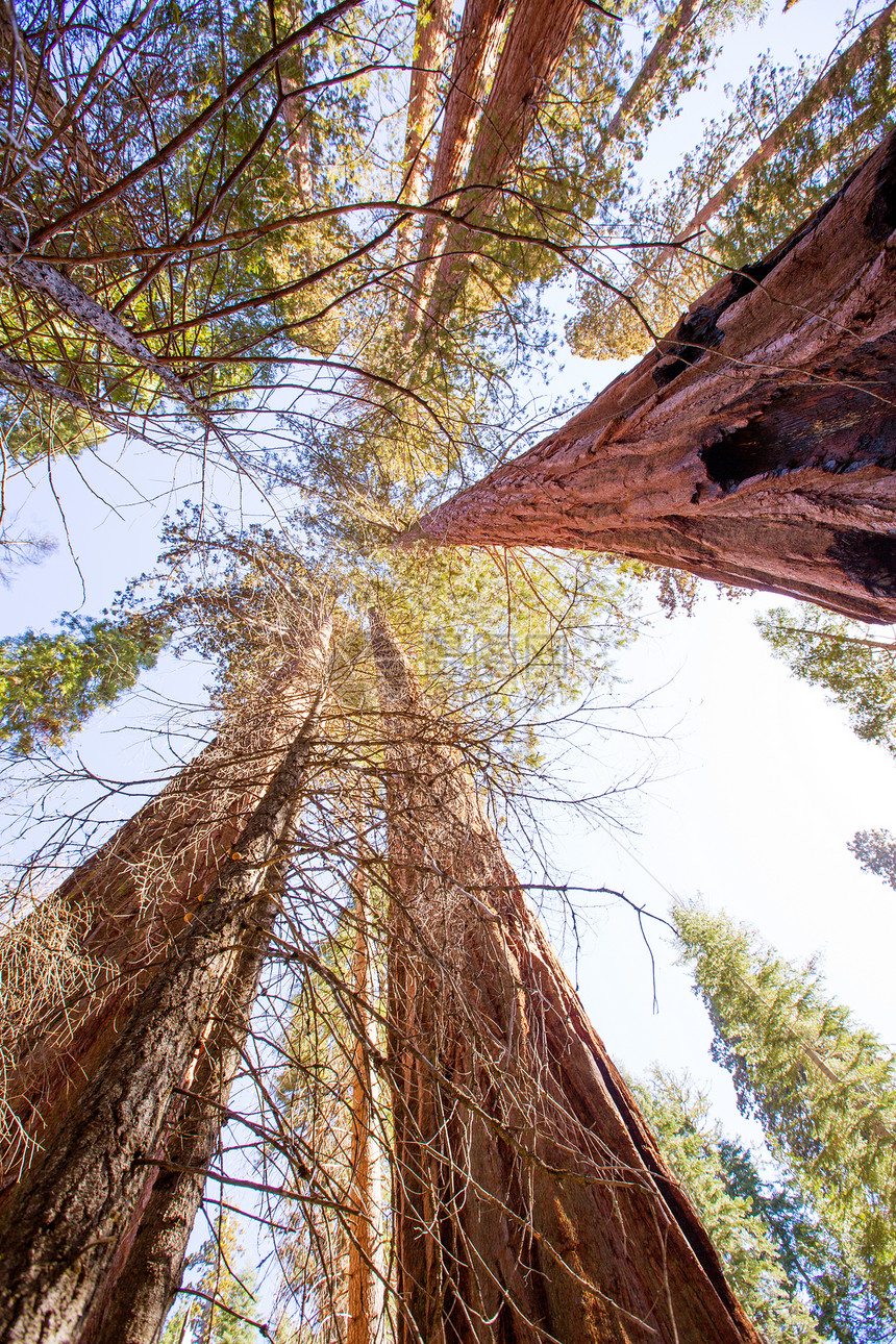 加利福尼亚州自下而上天空旅行国家地标森林太阳世界遗产树干假期公园图片