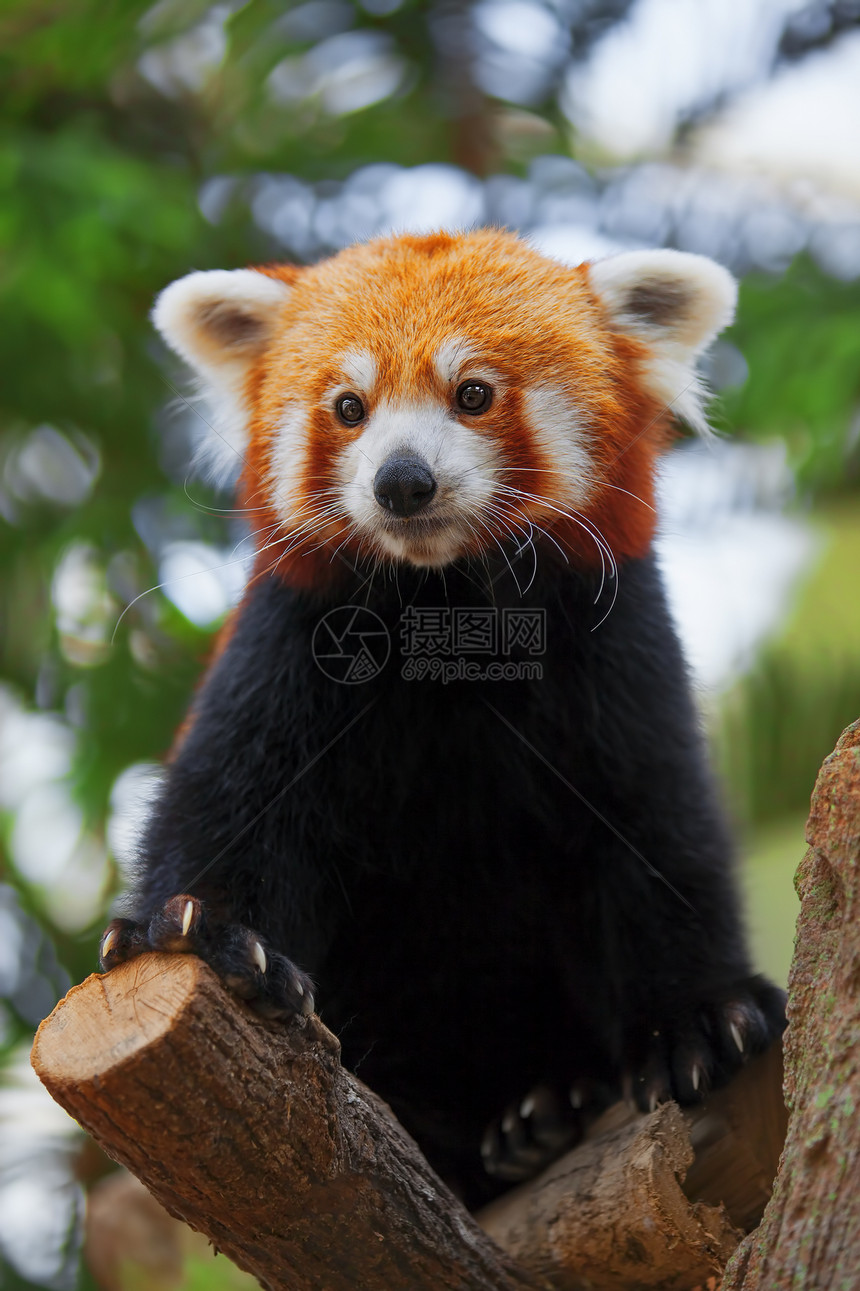 红熊猫富根生物棕色动物大熊猫红色荒野野生动物森林哺乳动物图片