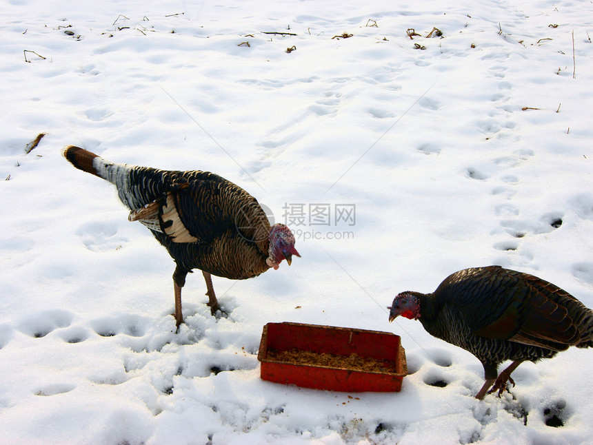 在雪中进食的青铜土耳其人图片