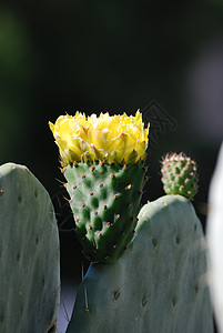 刺青梨的花朵背景图片
