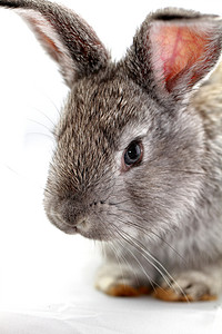 灰兔宏观毛皮农业宠物野兔哺乳动物荒野白色耳朵动物背景图片
