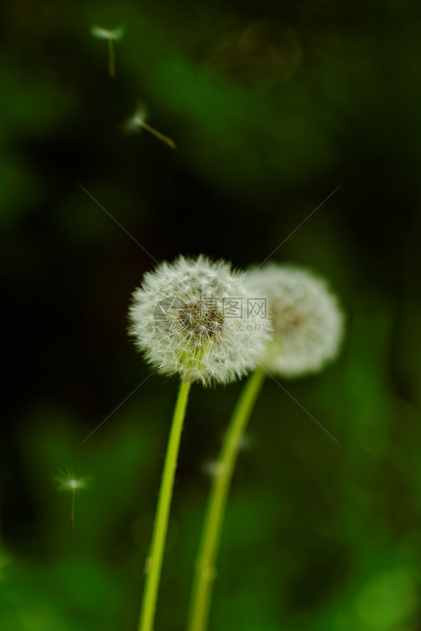 蒲公英花宏观生活植物学季节太阳天空种子草地场地生长图片