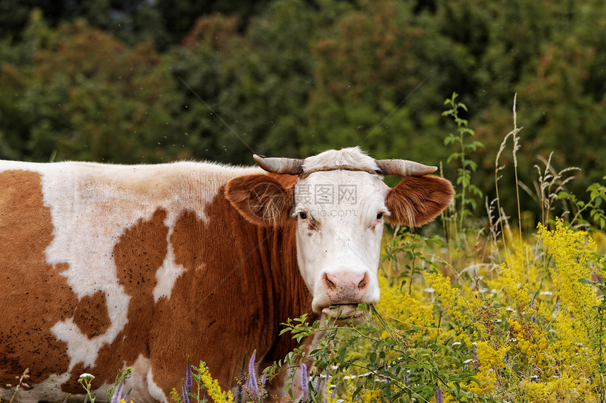 奶牛牛肉农田哺乳动物动物农场配种草地家畜奶制品牧场图片