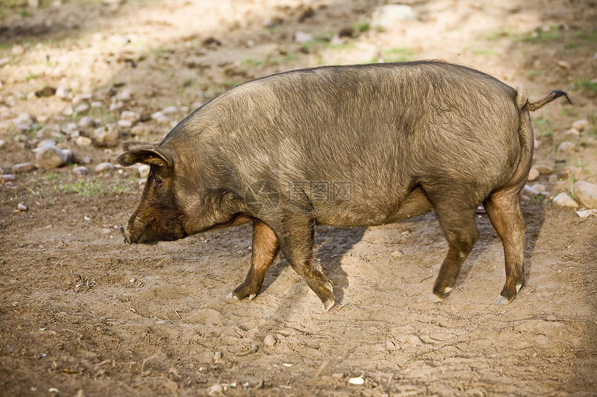 西班牙科尔多瓦市佩德罗切山谷的伊伯里猪猪肉橡子橡木起源农场绿色牧场盘子动物称谓图片