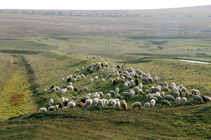 羊群放牧母羊草原动物草地树木牧场咀嚼场地农村农场图片