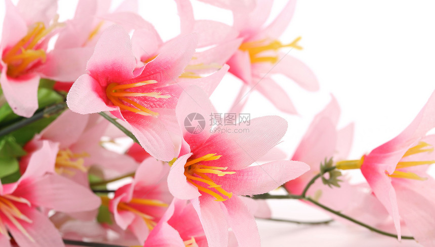 紧贴粉红色的花朵温泉植物菊花植物群紫色花园明信片雏菊甘菊花瓣图片