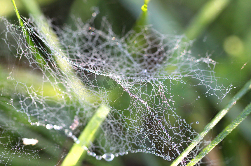 草地蜘蛛网上的露水滴森林植物热带阳光金属昆虫美丽眼睛丛林捕食者图片