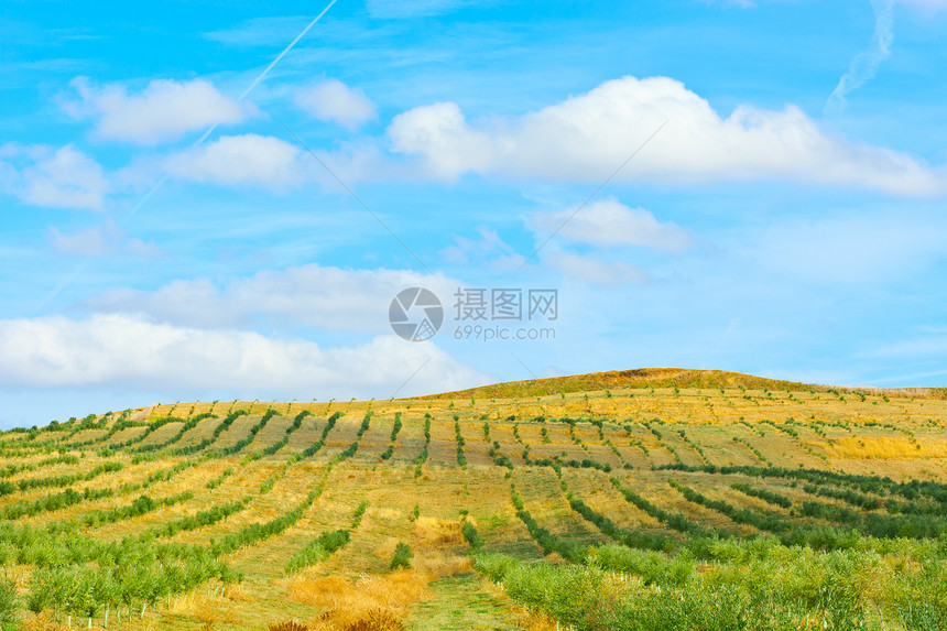 橄榄绿树林农村环境植物场地国家牧场农田曲线天空岩石图片