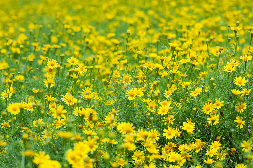 摇摇摇晃的黛西蜉蝣公园雏菊荒野植物群植物野花黄色绿色场地图片