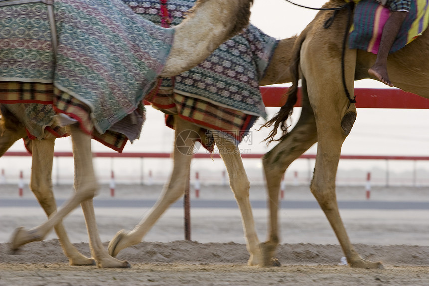 迪拜UAE UAE 在骆驼训练期间的骆驼运动赛道动物骑师竞赛图片