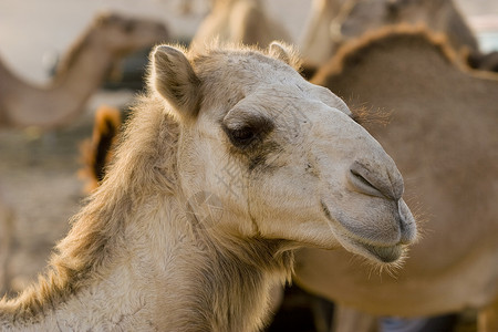 UAE 迪拜UAE 在迪拜以外沙漠的一个农场特写骆驼脸背景图片