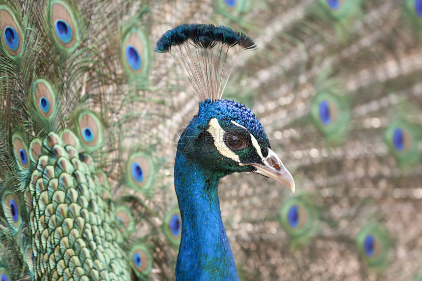 孔雀观赏鸟动物群彩虹鸟类眼睛支撑蓝色装饰品宏观野生动物图片