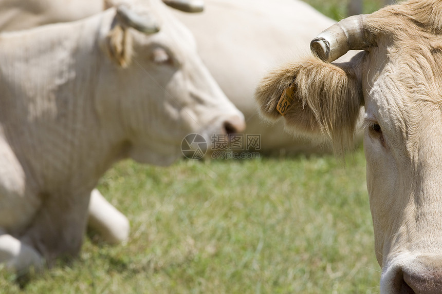 野中牛群奶牛视图特写前景裁剪棕色动物图片