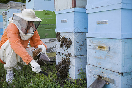 波罗海蜜蜂养蜂员 传蜂箱蜂房乡村蜜蜂爱好衣服中年男人养蜂业昆虫服饰背景