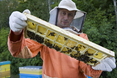 波罗海蜜蜂养蜂家持蜜蜂和蜜蜂的蜂窝一人养蜂业爱好蜂房服饰服装检查摄影农村男子背景