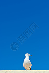 钢格海岸白色羽毛动物海洋野生动物翅膀背景图片