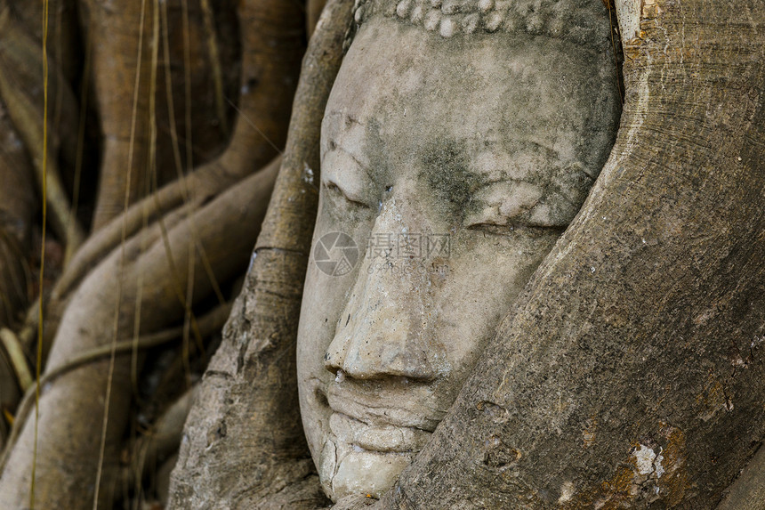 旧树上的佛头雕像宗教雕塑榕树树干废墟历史地标佛教徒寺庙纪念碑图片