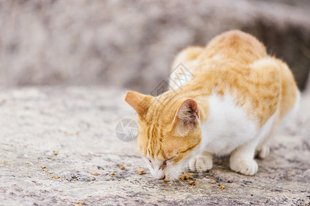 街头猫食食食物岩石毛皮宠物头发小猫街道石头哺乳动物懒惰的高清图片素材