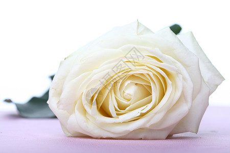 白玫瑰花宏观玫瑰高尔夫花瓣背景图片