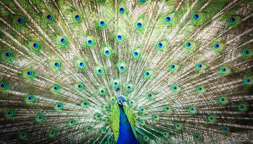 羽毛出场的好孔雀脖子展览野生动物展示仪式尾巴蓝色活力优雅热带图片