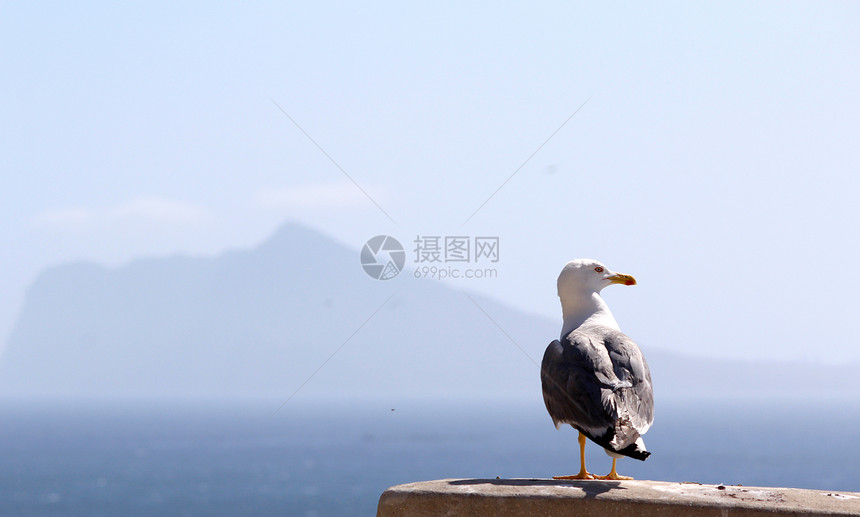 黄腿古尔 佩农自然公园鸟类海鸟荒野墙纸嵌套风景场景植物头皮海浪图片