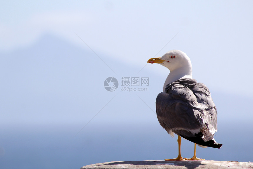 黄腿古尔 佩农自然公园荒野海滩植物观鸟海浪岩石风景飞行场景群落图片