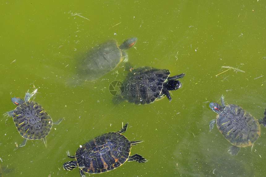 红海龟爬虫水龟乌龟池塘动物群栖息地沼泽甲壳环境青蛙图片