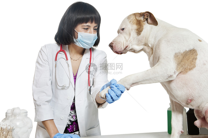 女兽医在灰色背景上抓狗爪的女兽医图片