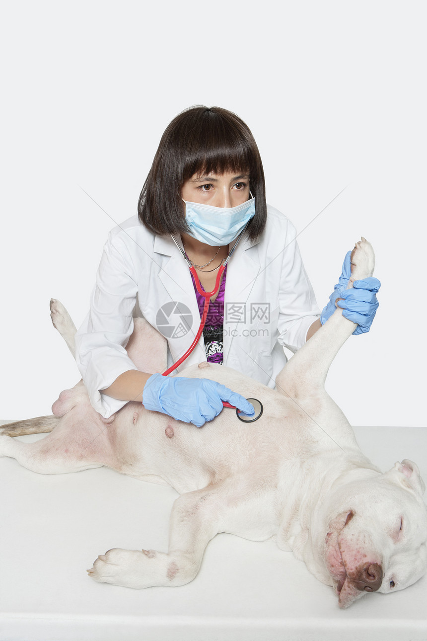 灰色本底有听诊器的女兽医检查犬;图片