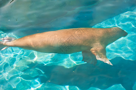 海豹游泳毛皮大西洋高清图片