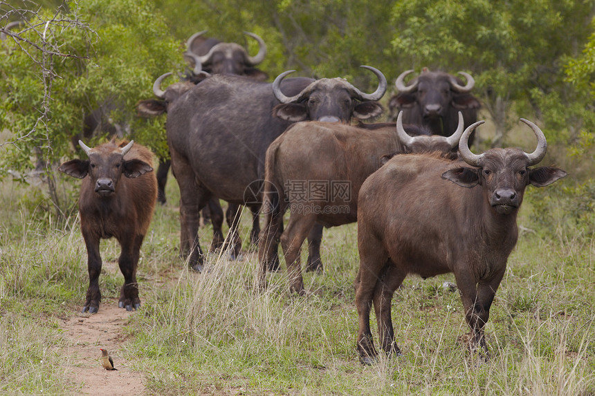 非洲平原水牛畜牧区小牛野生动物动物主题图片